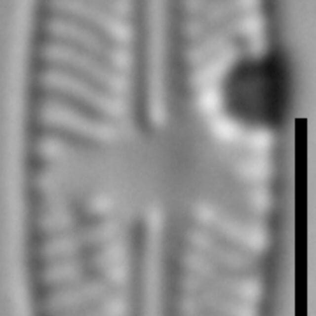 Sellaphora javanica LM5