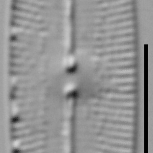 Fallacia subhamulata LM3