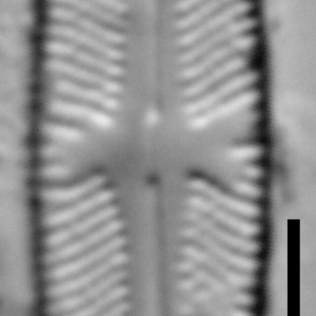 Sellaphora japonica LM6