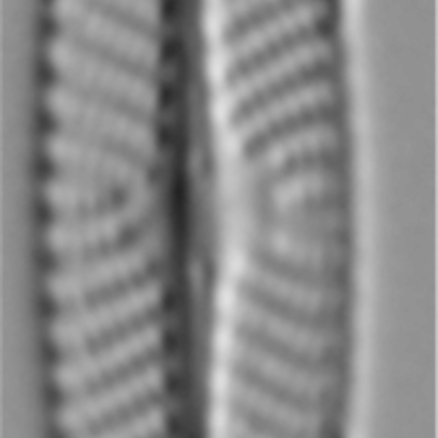 Navicula cryptotenella LM1