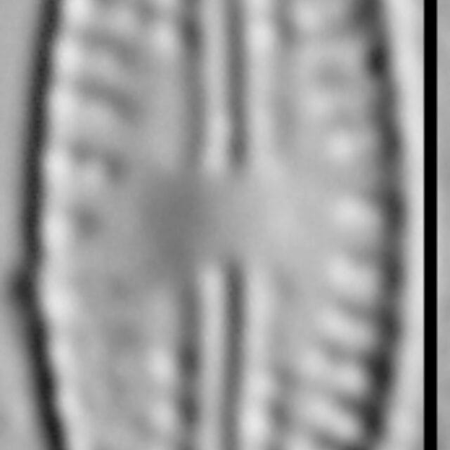Eolimna sp.1 SESQA LM2