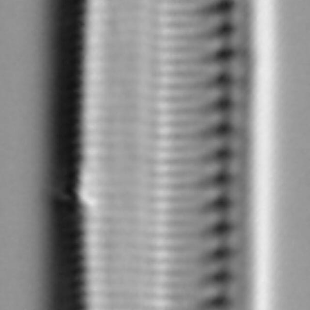 Nitzschia_heufleriana_LM1