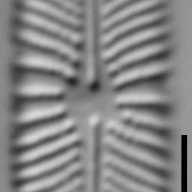 Navicula genovefae LM3
