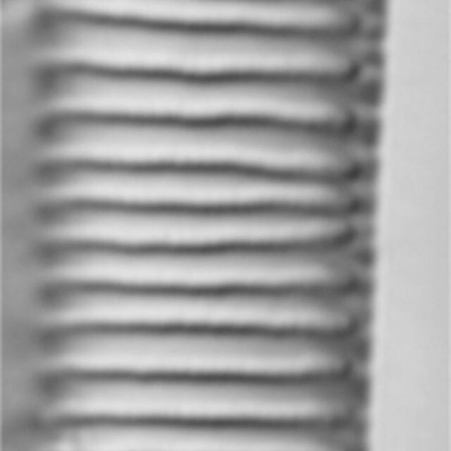 Eunotia implicata LM4