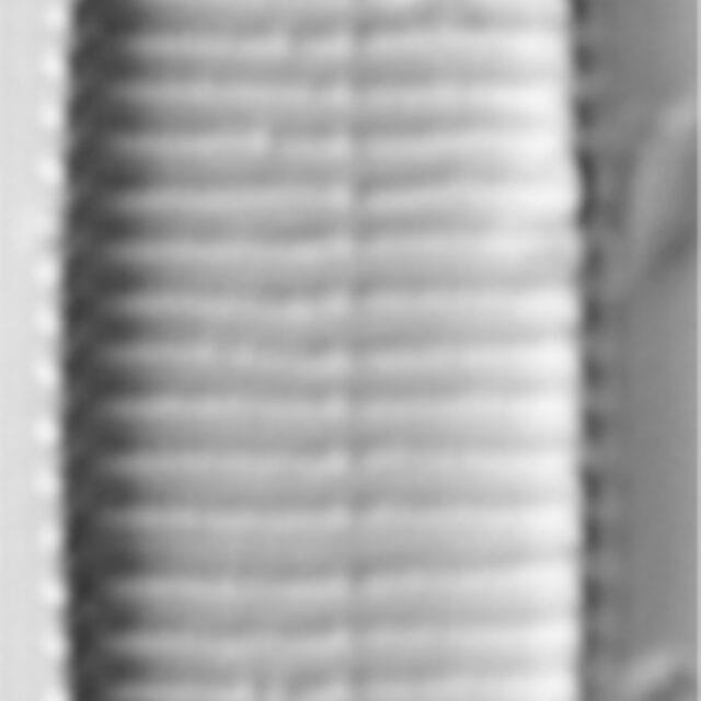 Fragilariforma virescens LM4