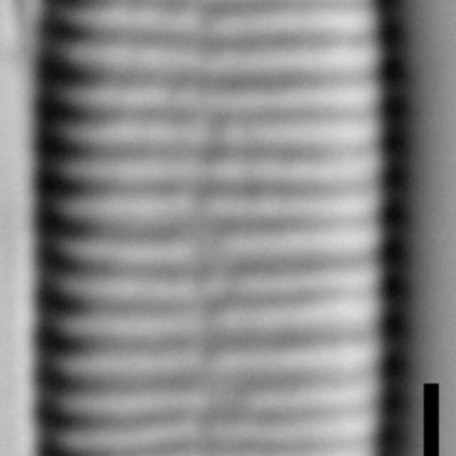 Fragilariforma marylandica LM2