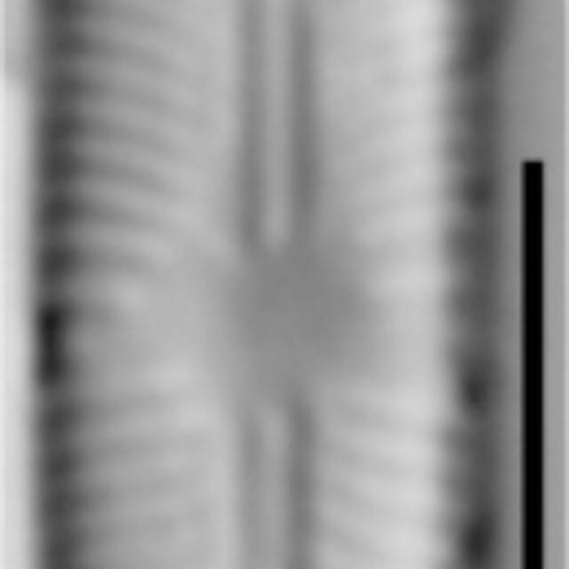 Sellaphora subbacillum LM3