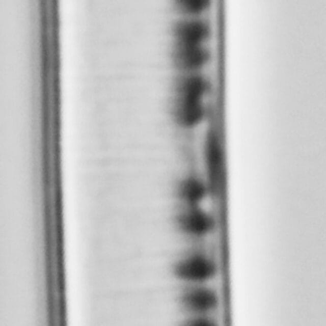 Nitzschia_tenuis_LM1