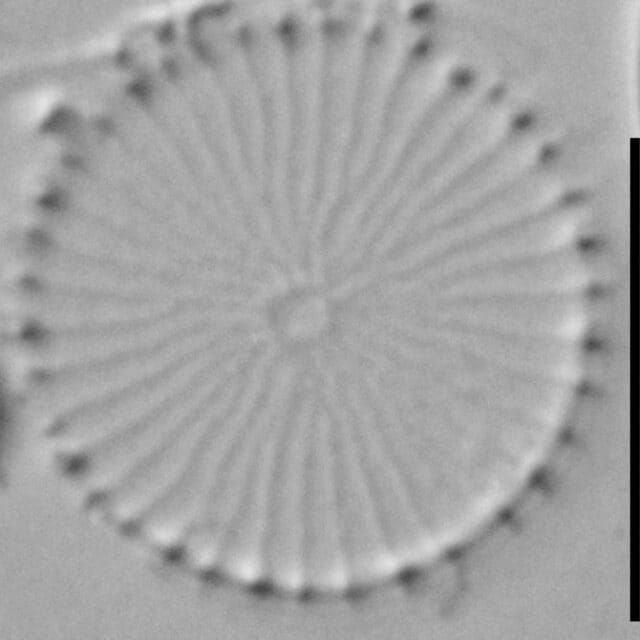 Stephanodiscus hantzschii f tenuis LM5