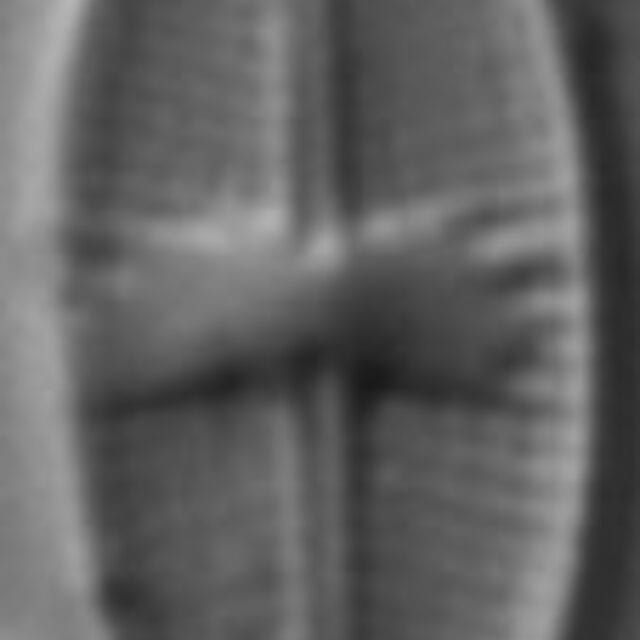 Psammothidium subatomoides LM1