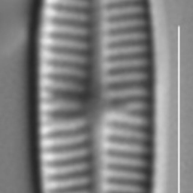 Rossithidium pusillum LM1