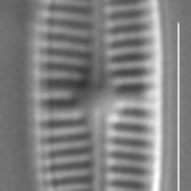 Rossithidium pusillum LM4