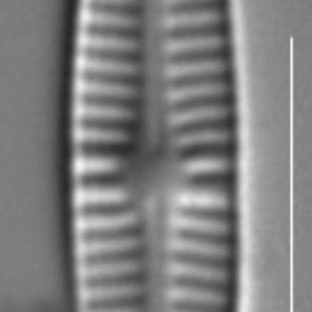 Rossithidium pusillum LM7