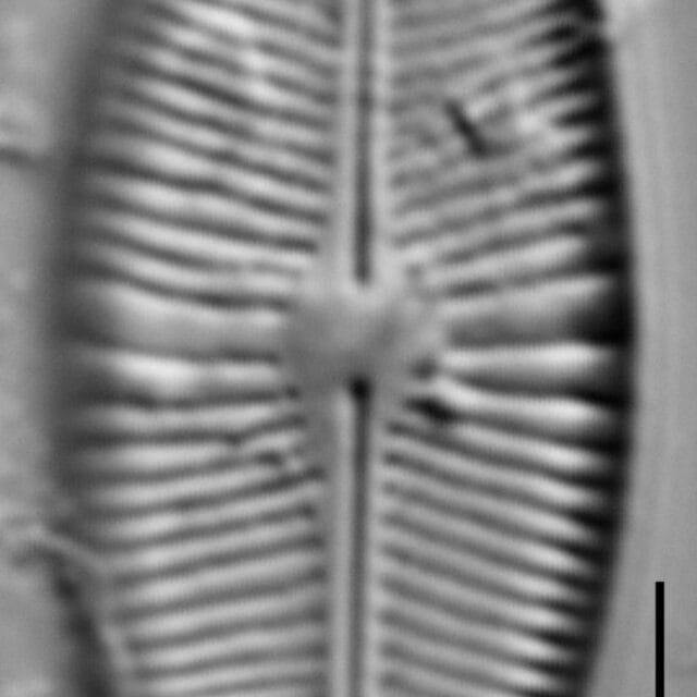 Prestauroneis integra LM3