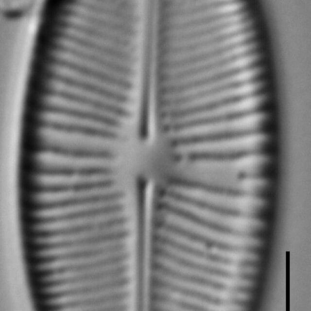Prestauroneis integra LM4