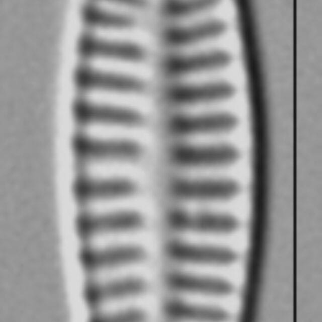Rossithidium nodosum LM4