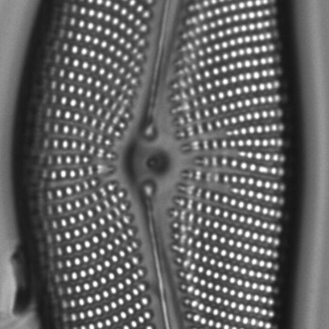 Cymbella mexicana LM5