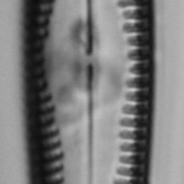 Gomphonema christenseni LM3