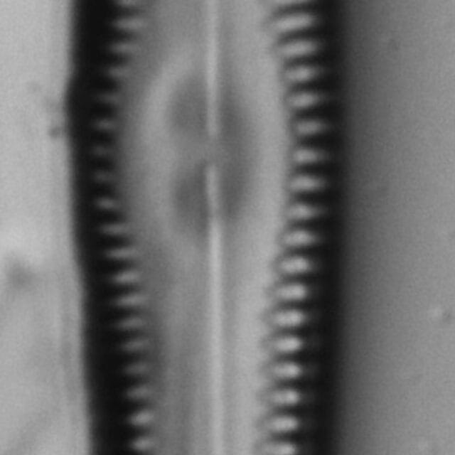 Gomphonema christenseni LM5