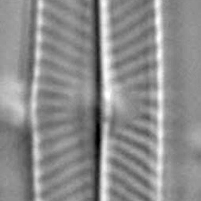 Navicula symmetrica LM1