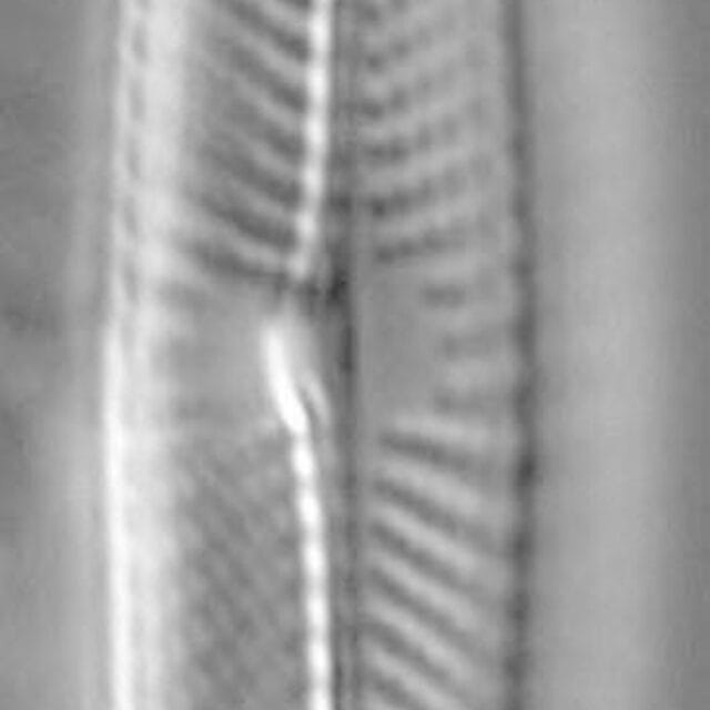 Navicula symmetrica LM2