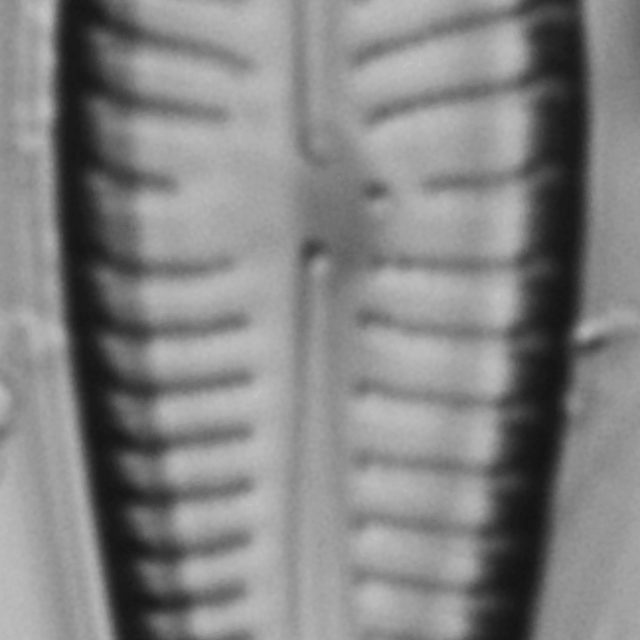 Gomphonema pseudosphaerophorum LM2