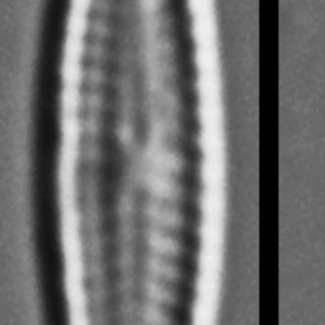 Mayamaea cahabaensis LM2