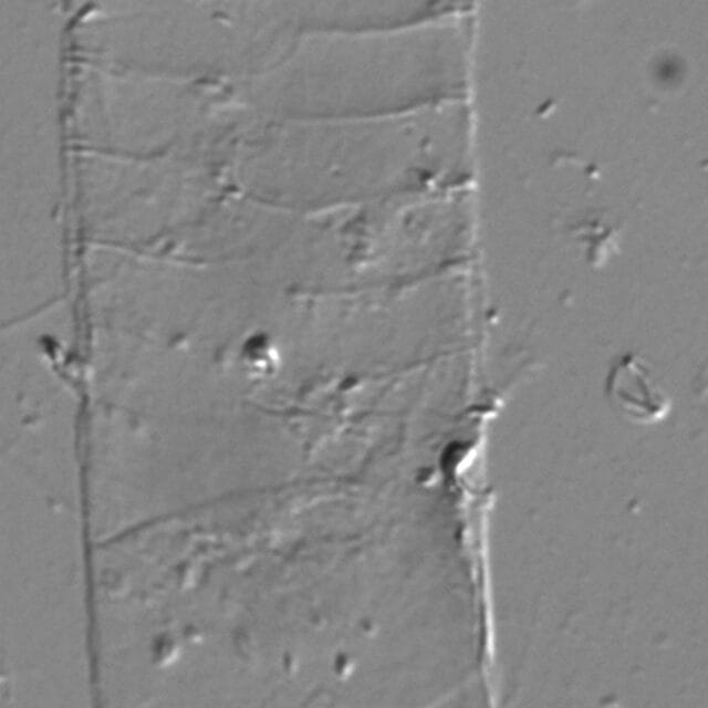 Acanthoceras zachariasii LM3