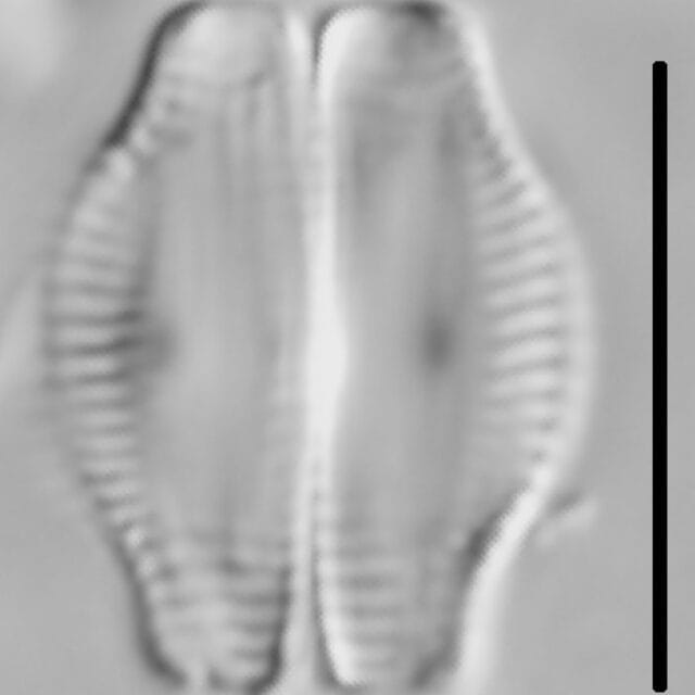 Halamphora thumensis LM4