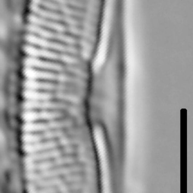 Halamphora oligotraphenta LM3