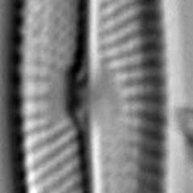 Navicula symmetrica LM3