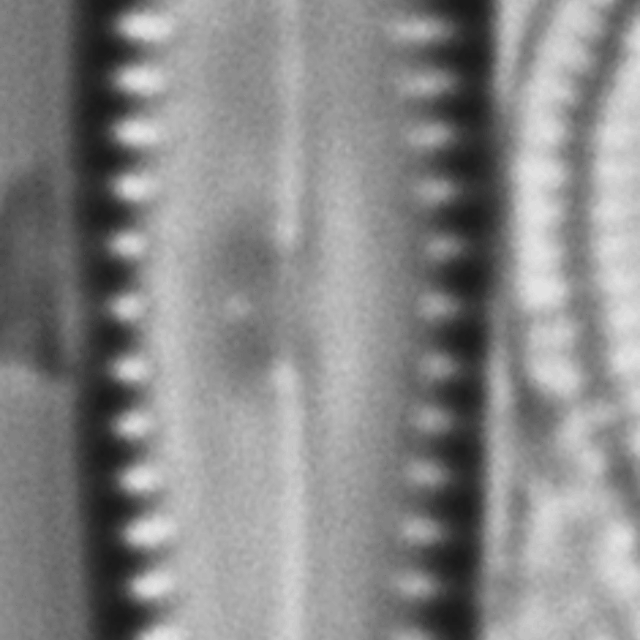 Gomphonema insularum LM3