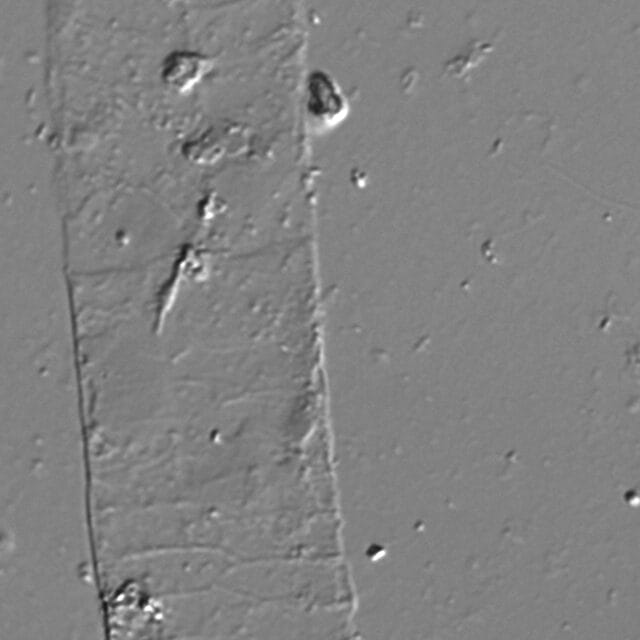 Acanthoceras zachariasii LM4