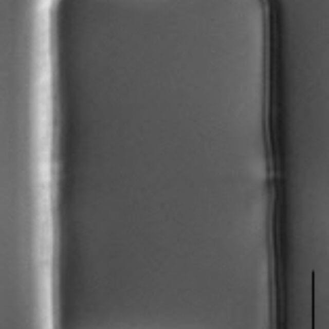 Melosira varians LM2