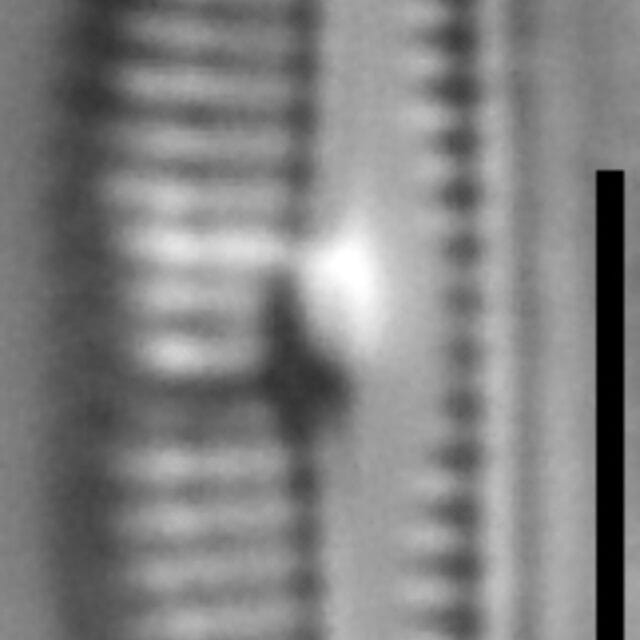 44892  Amphora Bicapitata 11  Typeslide Cl