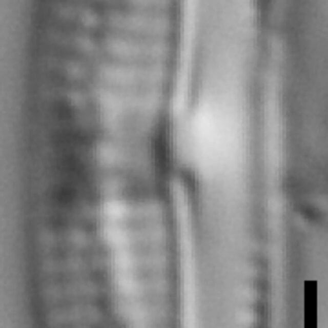 Halamphora bicapitata LM5