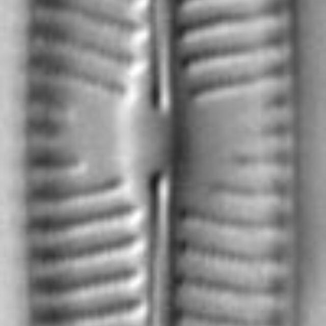 Navicula tripunctata LM4