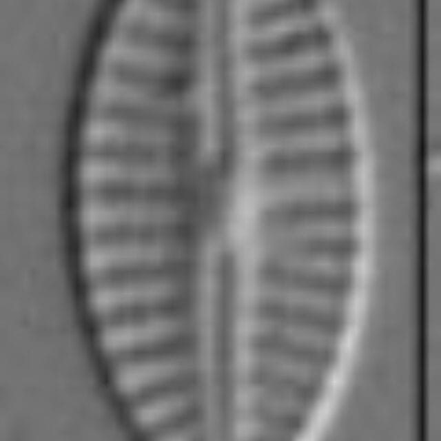 Craticula subminuscula LM6