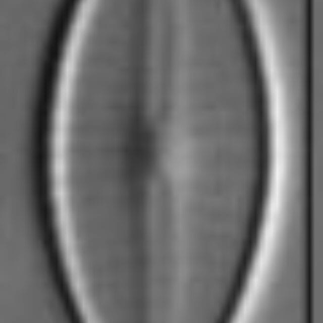 Craticula subminuscula LM7