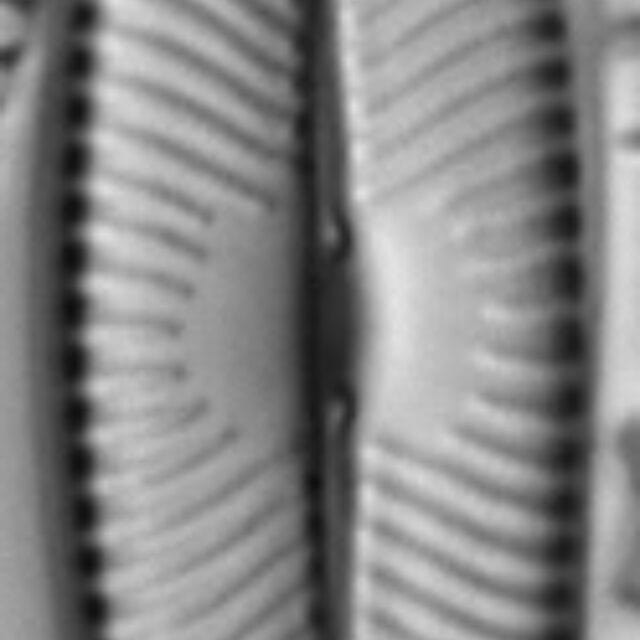 Navicula lanceolata LM2