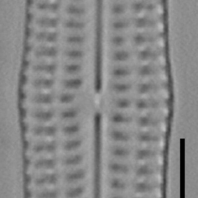 Biremis undulata LM3