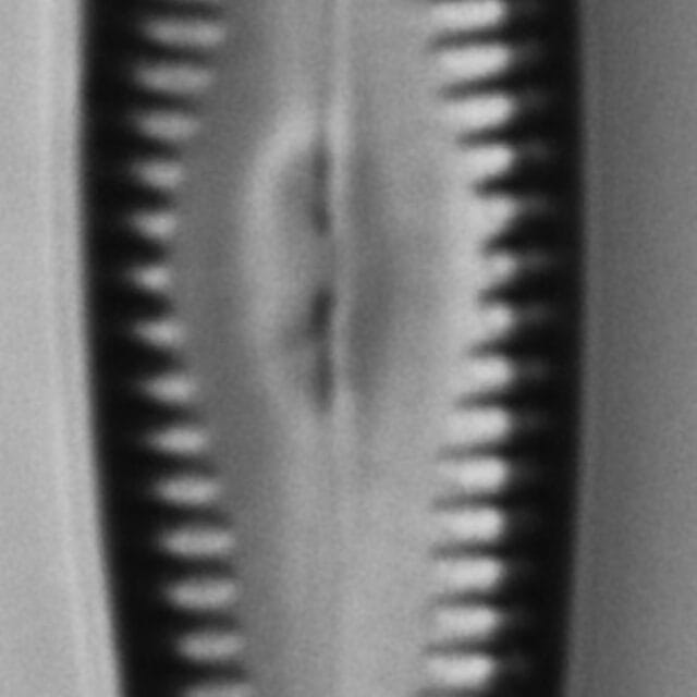 4 53920  Gchristenseni Holo