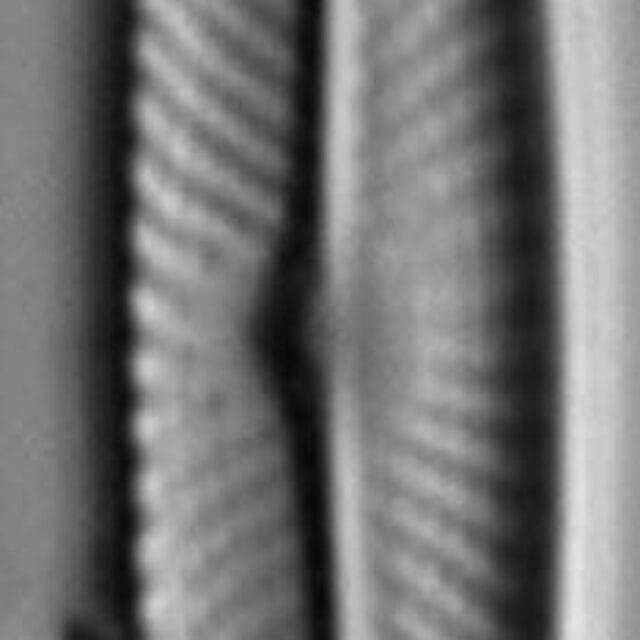 Navicula symmetrica LM3