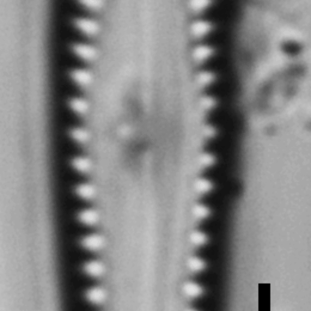 Gomphonema insularum LM4