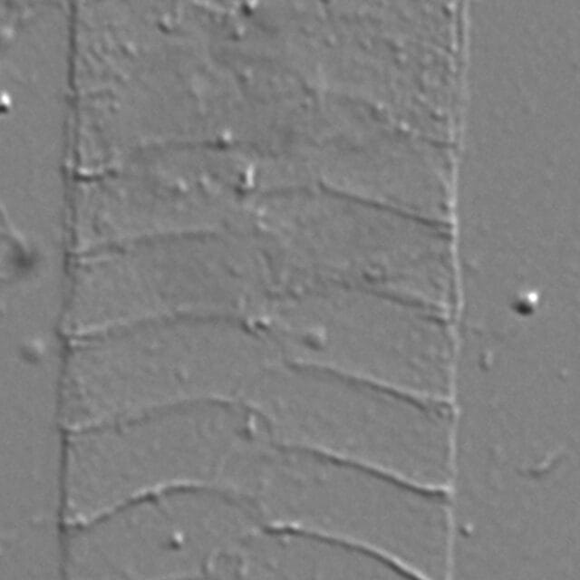 Acanthoceras zachariasii LM5