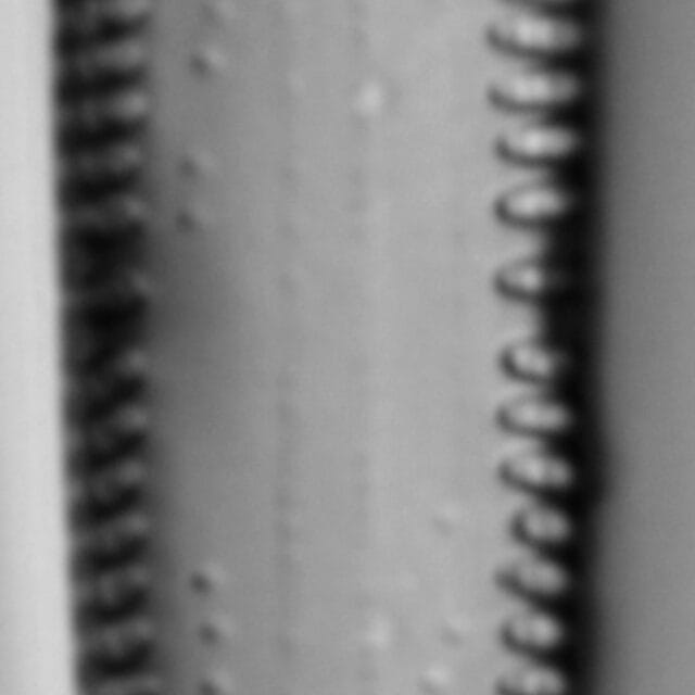 Gomphonema californicum LM1