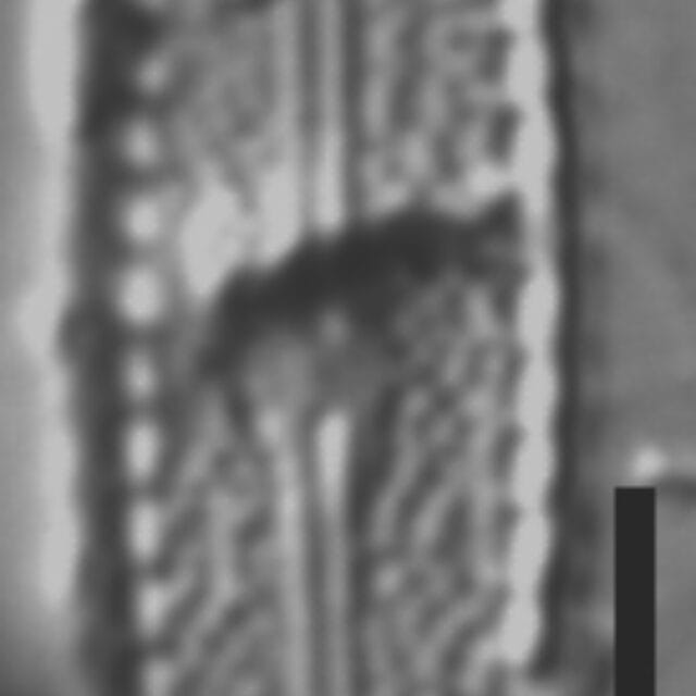 Pulchellophycus schwabei LM5