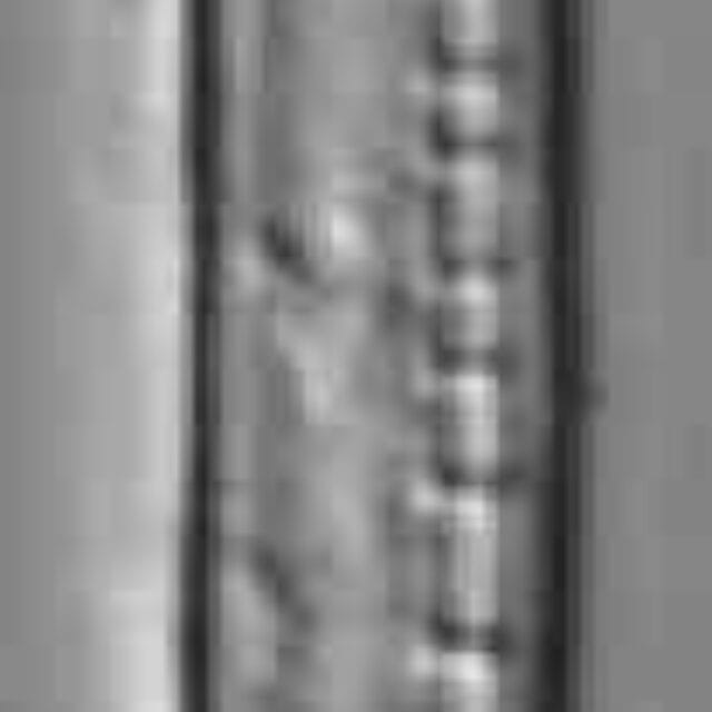 Nitzschia dissipata subsp. oligotraphenta LM5