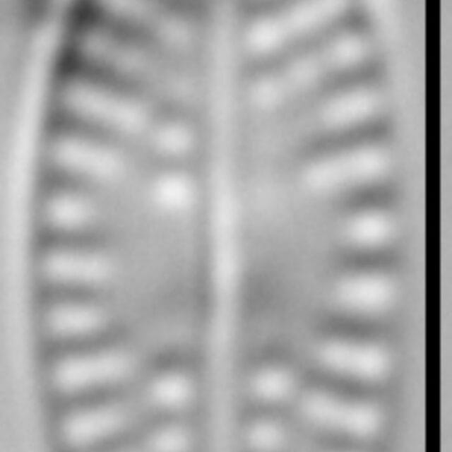 Eolimna sp.1 SESQA LM7