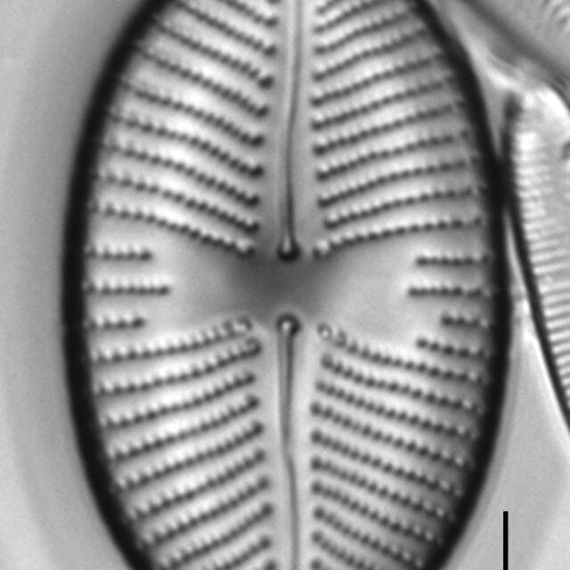 928 46 4  Plac Amphibola